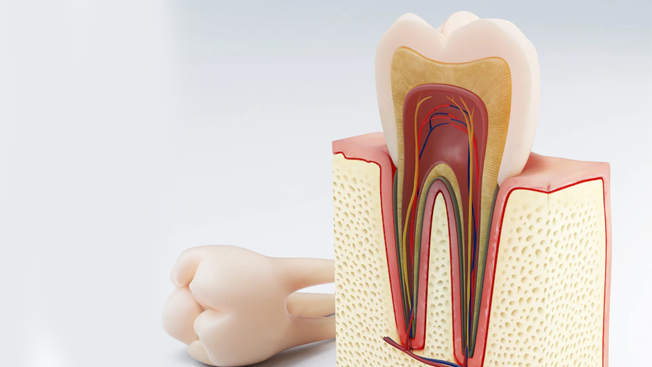 Root canal therapy in Oakville